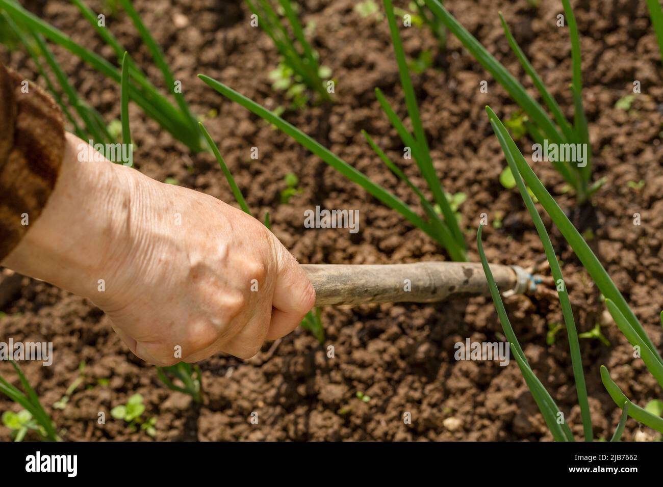 Die Hände einer älteren Frau hacken den Boden mit Pflanzungen auf einem Bett mit Zwiebeln. Frühjahrsarbeit an einem warmen, sonnigen Tag. Stockfoto