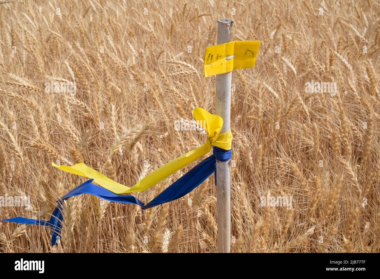 ISRAEL, Ackerbau, Weizenfeld mit Farbmarkierung in den Clouren der ukrainischen Flagge, Israel ist auf 50% der Lebensmittelimporte aus dem Ausland angewiesen / ISRAEL, Accurbau, Weizenfeld mit Farbmarkierung in Farben der ukrainischen Flagge, Israel hängt von 50% von Nahverkehrsimporten ab Stockfoto
