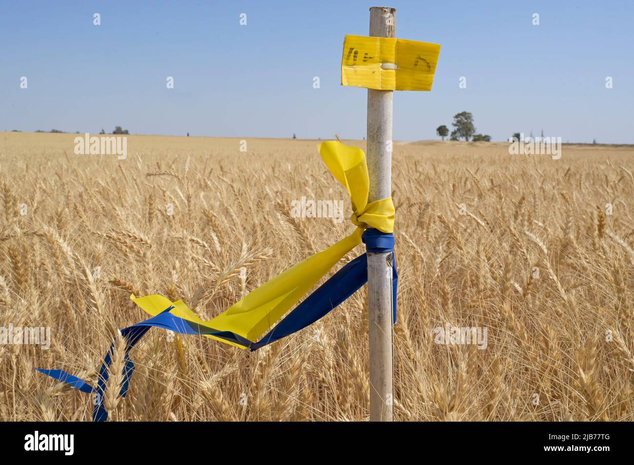 ISRAEL, Ackerbau, Weizenfeld mit Farbmarkierung in den Clouren der ukrainischen Flagge, Israel ist auf 50% der Lebensmittelimporte aus dem Ausland angewiesen / ISRAEL, Accurbau, Weizenfeld mit Farbmarkierung in Farben der ukrainischen Flagge, Israel hängt von 50% von Nahverkehrsimporten ab Stockfoto