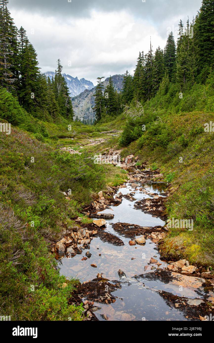 Ein kleiner Bach, der entlang des Pacific Crest Trail in der Alpine Lakes Wilderness des Staates Washington fließt Stockfoto