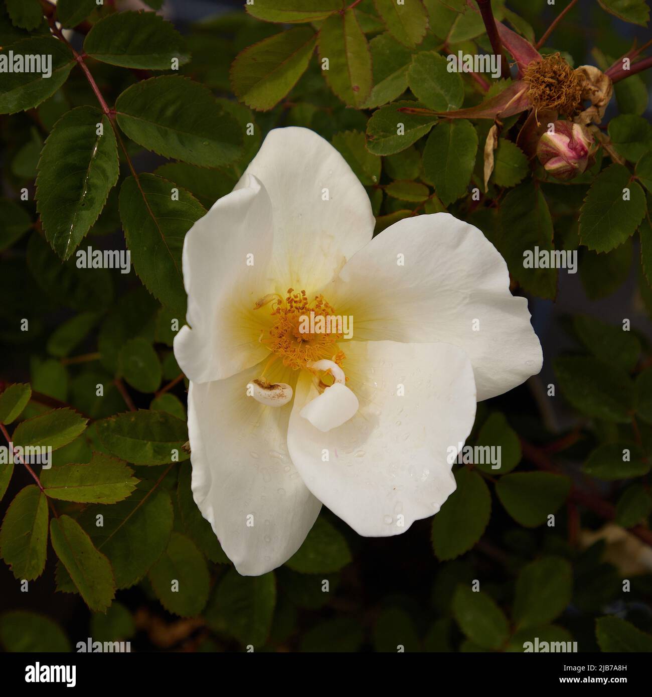 Nahaufnahme der Rosa Nevada, einer cremeblühenden Strauchrose, die im Garten im Freien zu sehen ist. Stockfoto