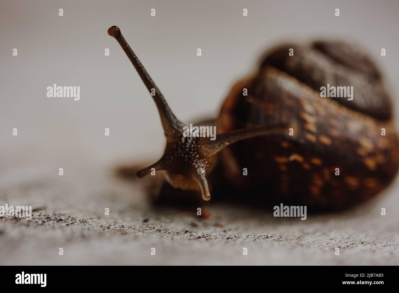 Schnecke auf dem Baum im Garten. Schnecke gleitet auf der feuchten Holzstruktur. Makro-Nahaufnahme verschwommener grüner Hintergrund. Kurze Schärfentiefe. Lateinischer Name: A Stockfoto