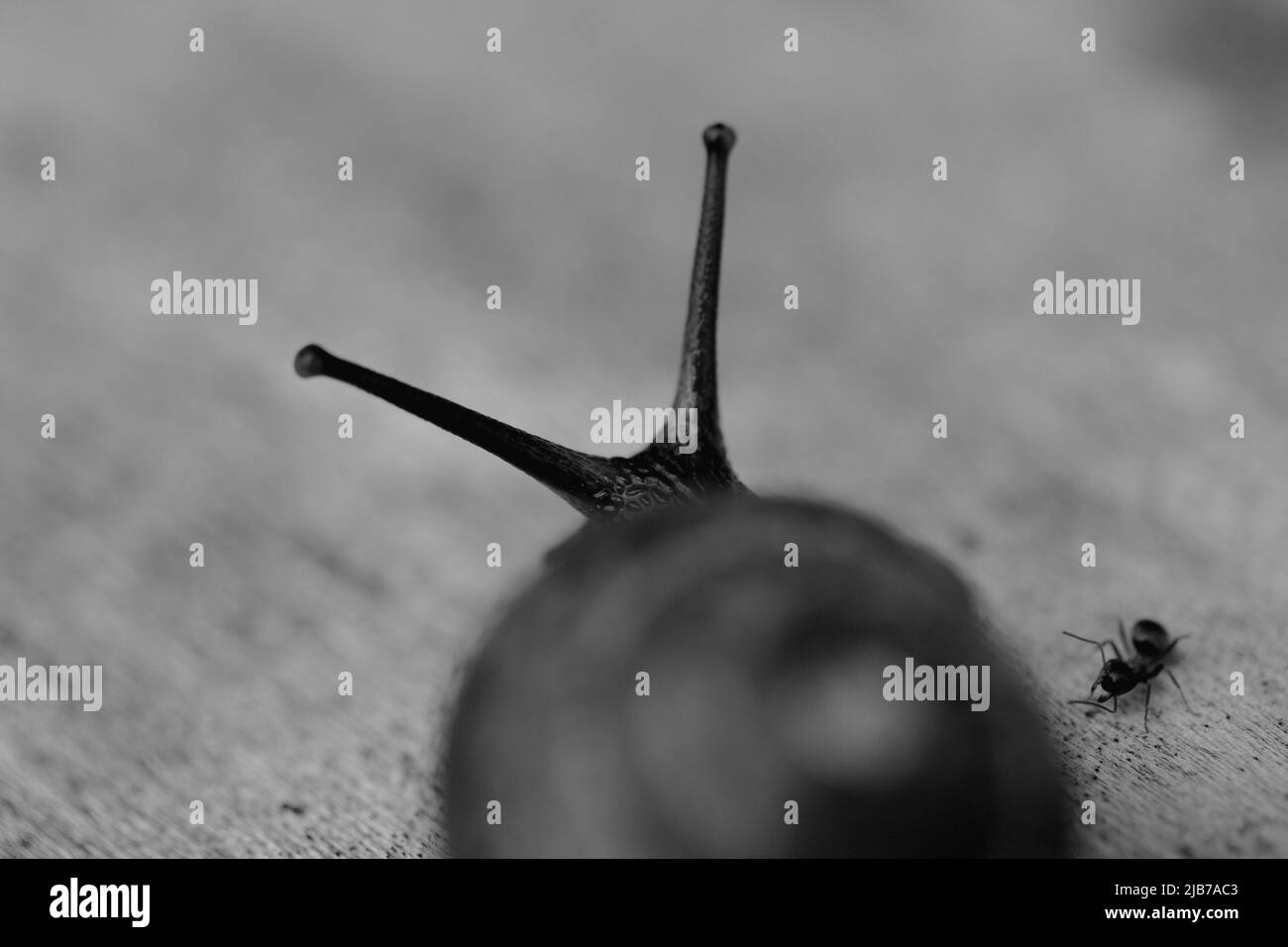 Schnecke auf einem Holzgarten. Die Schnecke gleitet auf der feuchten Holzstruktur neben der schwarzen Ameise. Makro-Nahaufnahme eines unscharfen Hintergrunds. Kurze Schärfentiefe Stockfoto