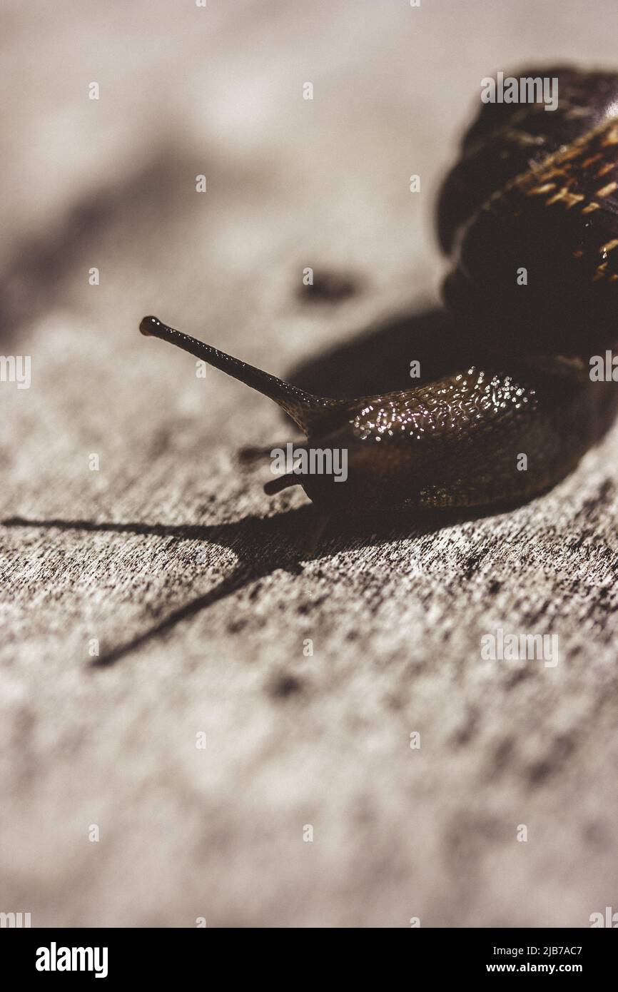 Schnecke auf dem Baum im Garten. Schnecke gleitet auf der feuchten Holzstruktur. Makro-Nahaufnahme verschwommener grüner Hintergrund. Kurze Schärfentiefe. Lateinischer Name: A Stockfoto