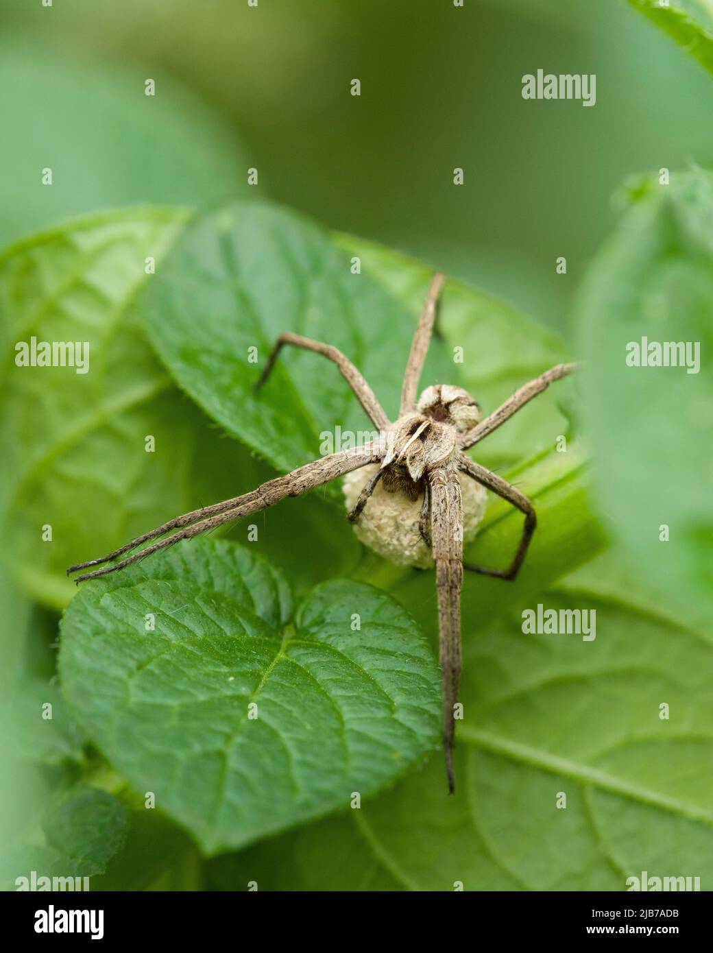 Eine weibliche Nursery Web Spider (Pisaura mirabilis) hält ihren Eiersack auf den Blättern einer Kartoffelpflanze in einem Garten in Großbritannien. Stockfoto