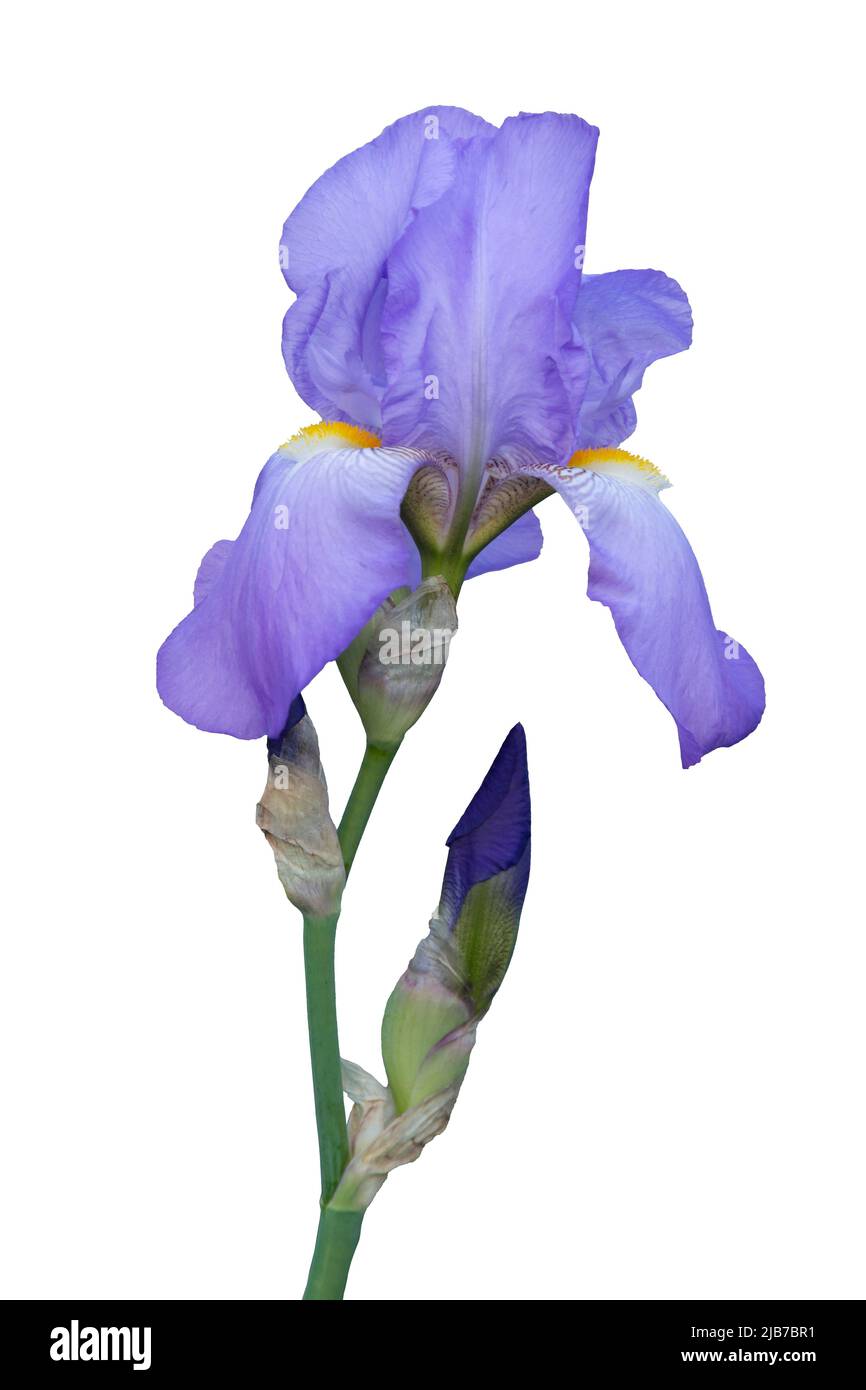 Einzelne violette Irisblume isoliert auf weißem Hintergrund Stockfoto
