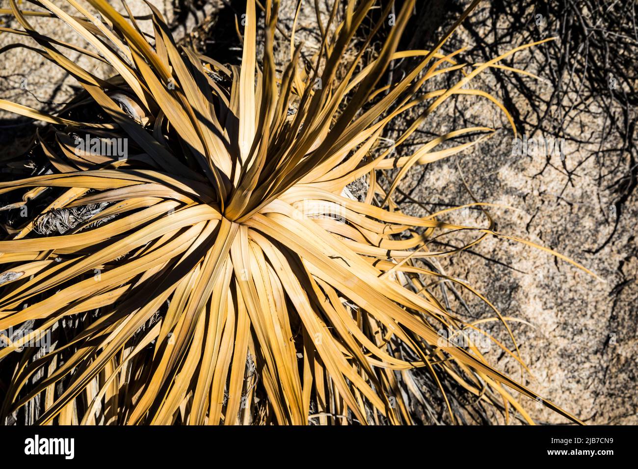 Eine tote oder sterbende Century Plant im Joshua Tree National Park, Wonderland of Rocks Area. Stockfoto