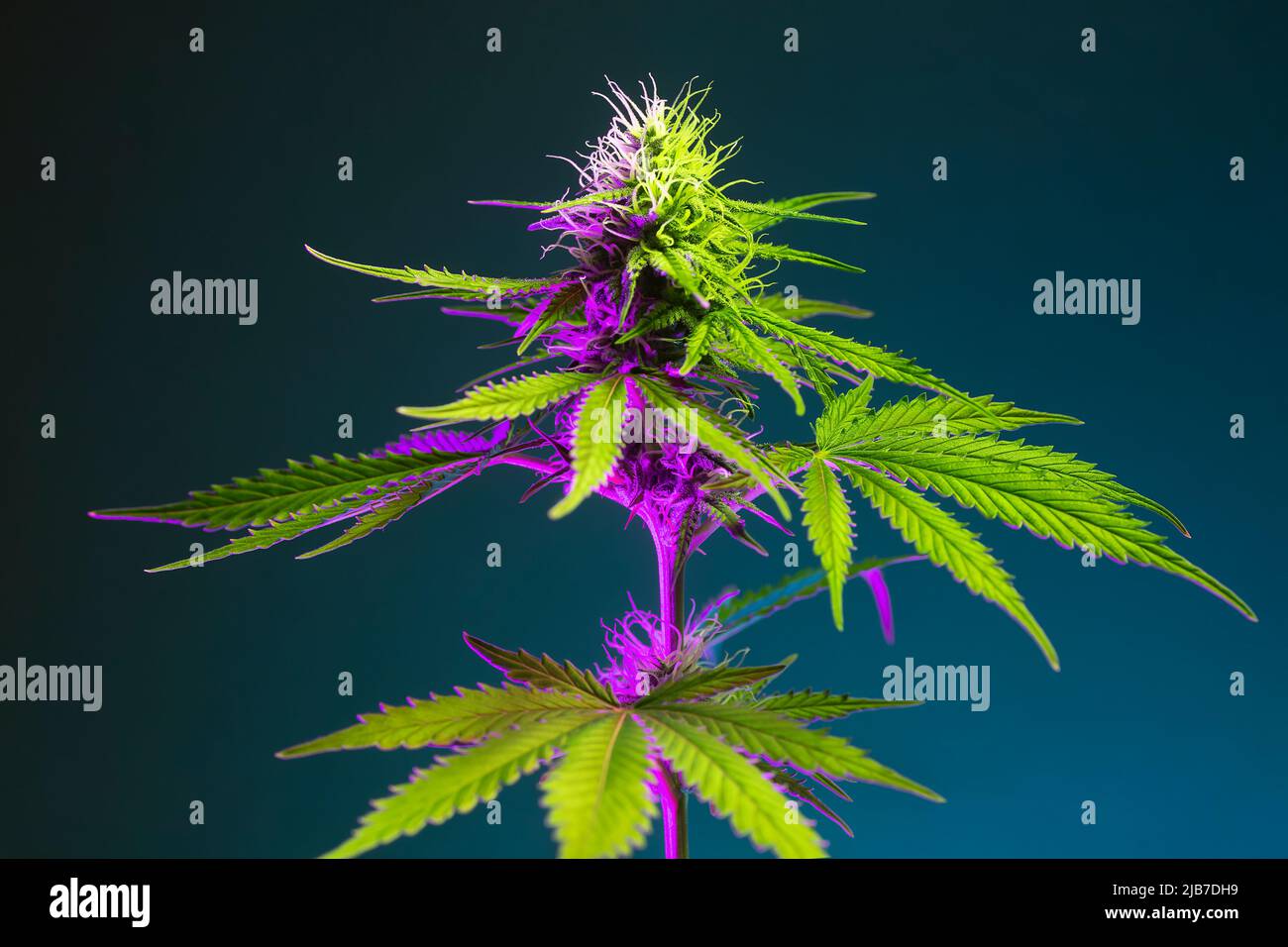 Cannabispflanze mit großen grünen Blättern und blühenden Knospen in farbenprächtiger violetter Farbe. Medizinischer Marihuana-Busch auf schwarzem Hintergrund. Ästhetische tropische Mari Stockfoto