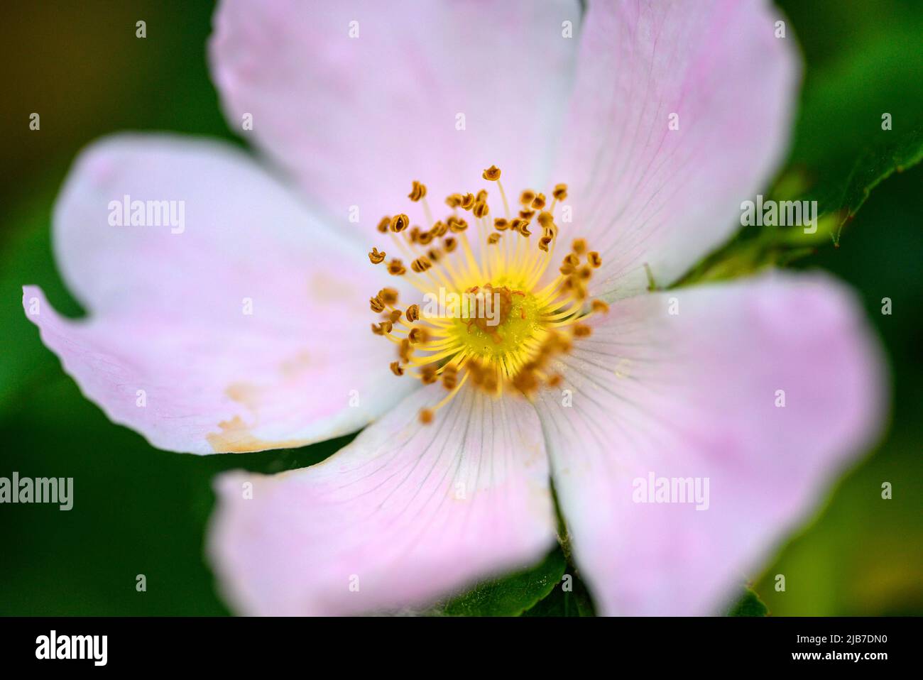 Nahaufnahme einer Blume mit rosa und weißen Blütenblättern und gelben Staubgefäßen. Blume gesehen in Kent, Großbritannien im Frühjahr. Stockfoto