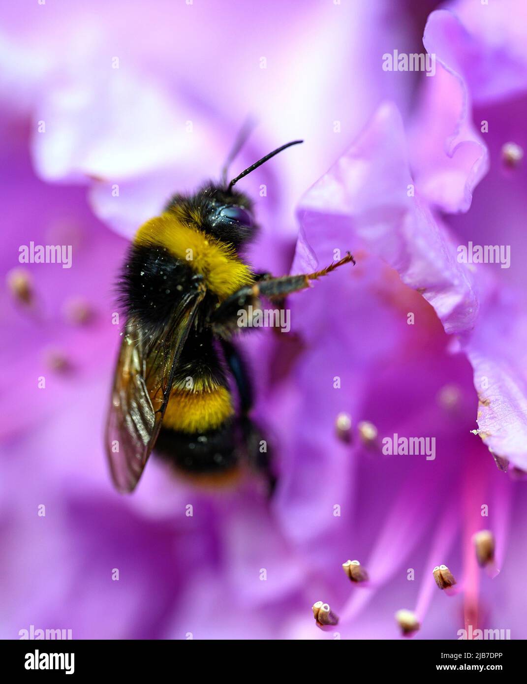 Eine Hummel bestäubt eine rosa Blume. Nahaufnahme der Biene, die auf der Blume steht, in geringer Tiefenschärfe. Stockfoto