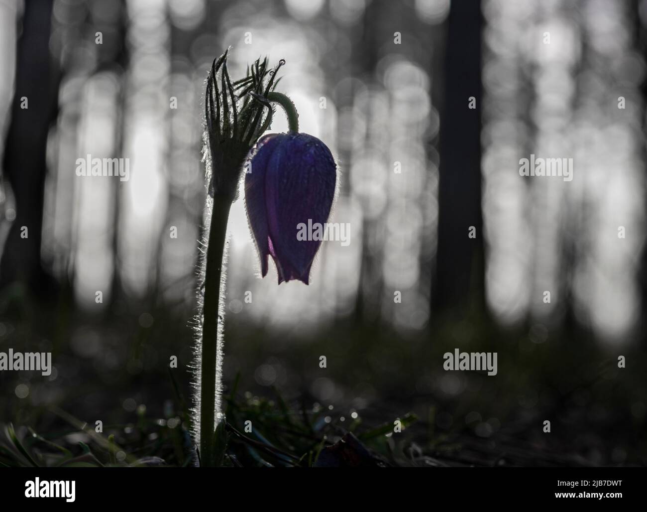 Blühende Paspelblüte in seiner natürlichen Umgebung im Morgengrauen, Woronesch Region, Russland Stockfoto