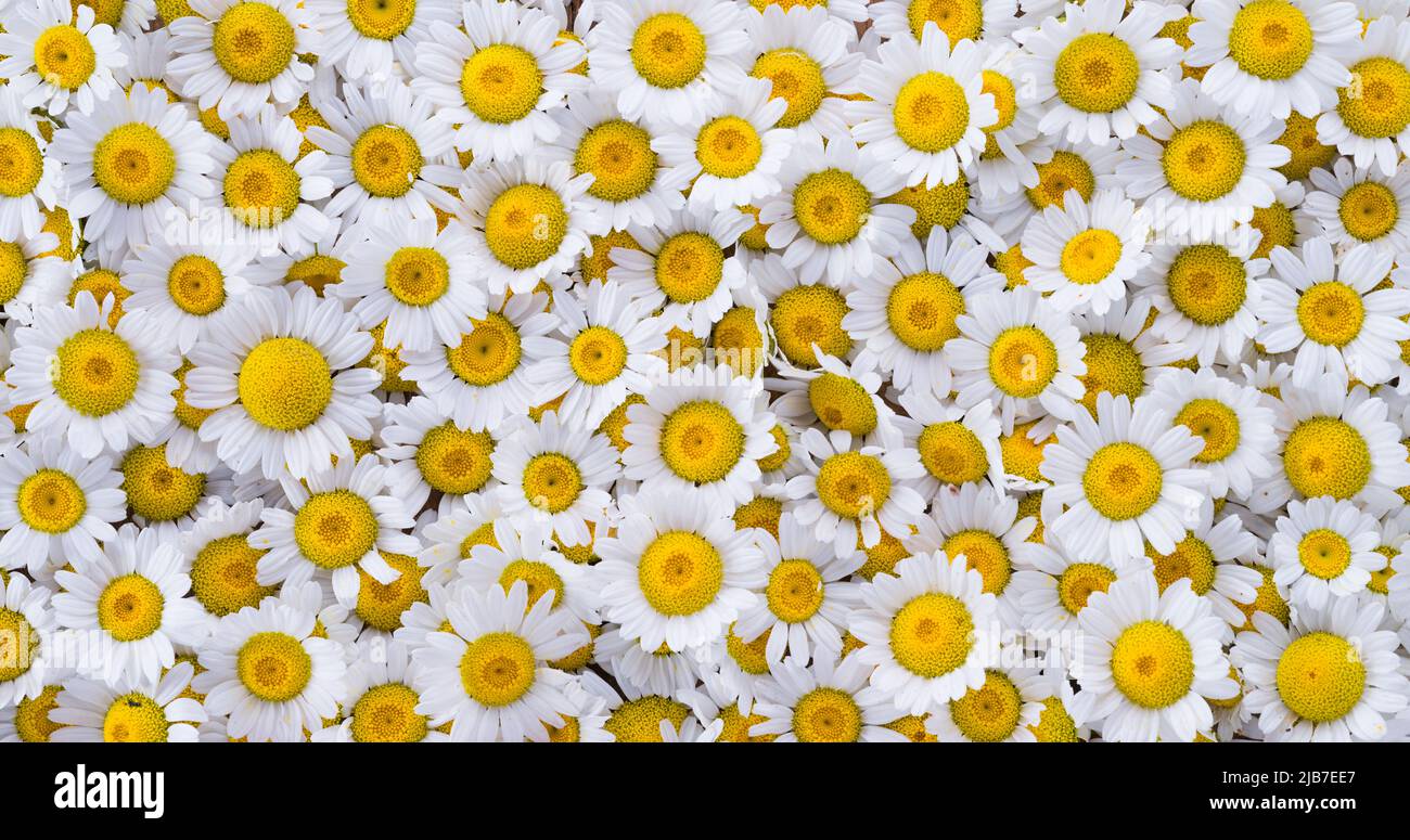 Schöne Gänseblümchen Blumen. Blumen von schönen weißen Gänseblümchen (Marguerite) als Hintergrund Stockfoto