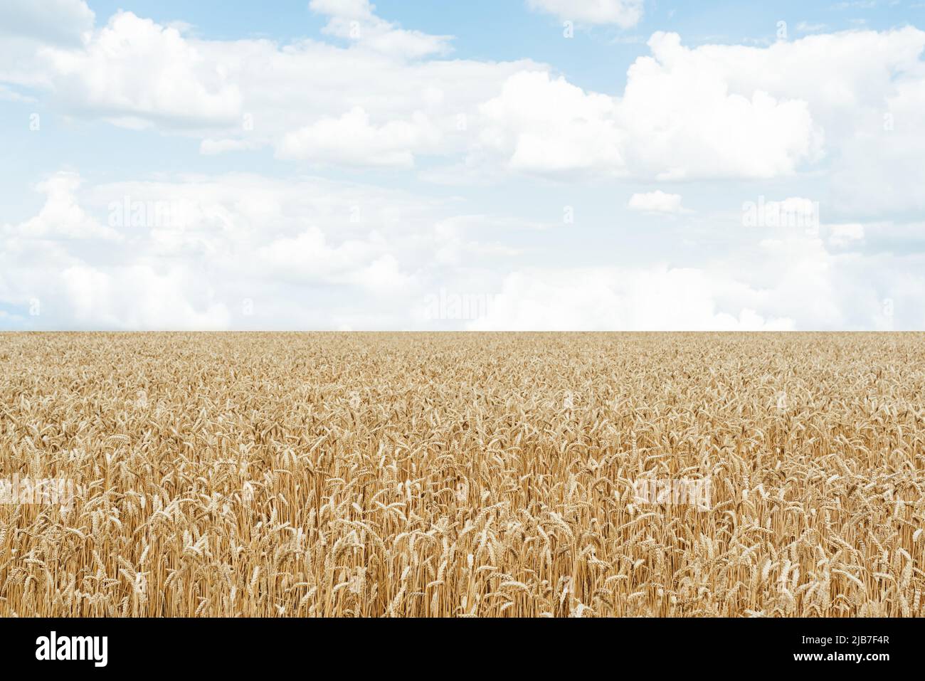 Der weiche Fokus des Feldes der goldenen Ähren des Weizens unter dem blauen Himmel. Weiße lose Wolken. Weizen ukrainische Landwirtschaft. Stockfoto