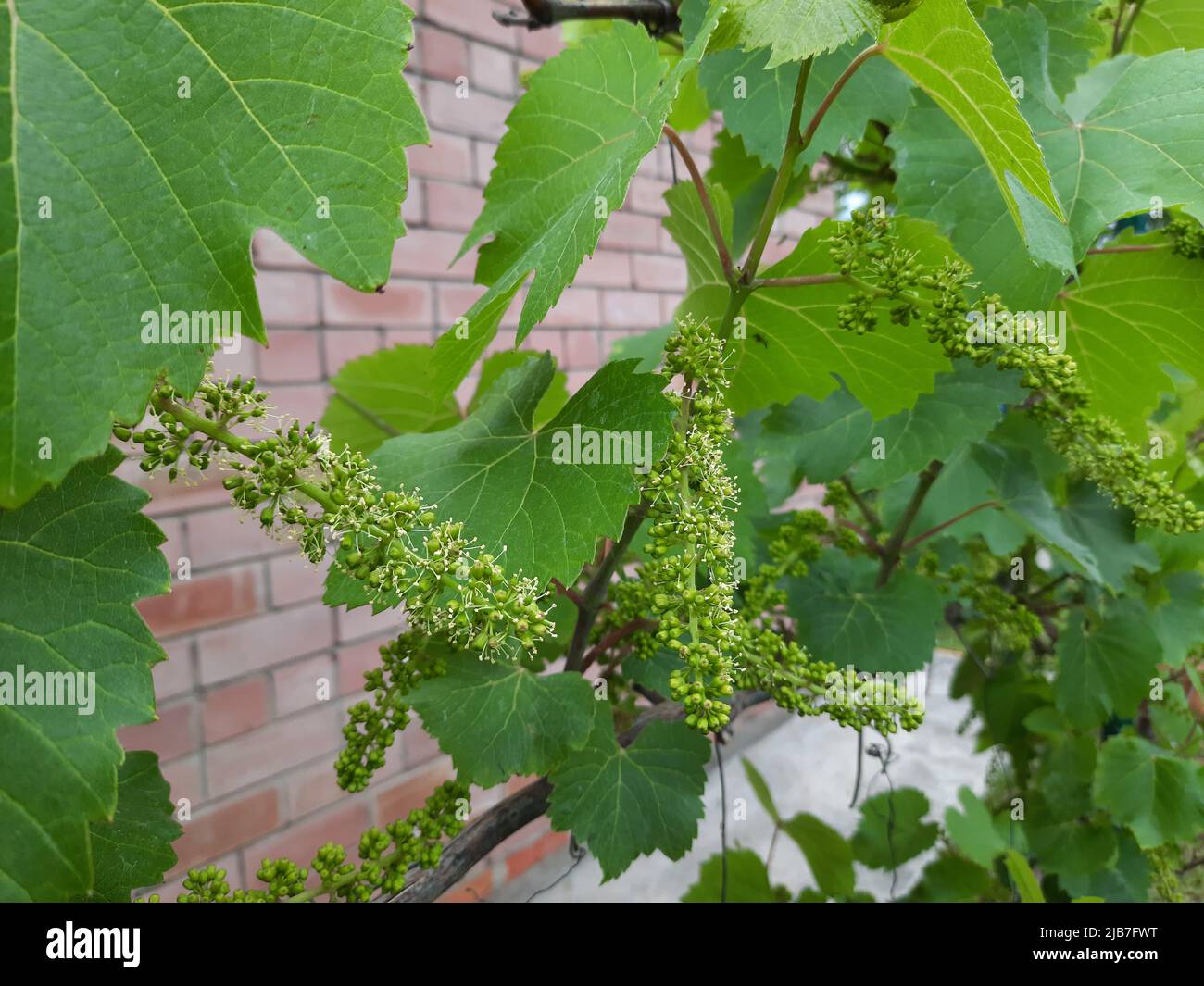 Weinrebe mit jungen Blättern und Knospen, die auf einer Weinrebe im Weinberg blühen. Junge unreife Trauben im Frühjahr. Stockfoto