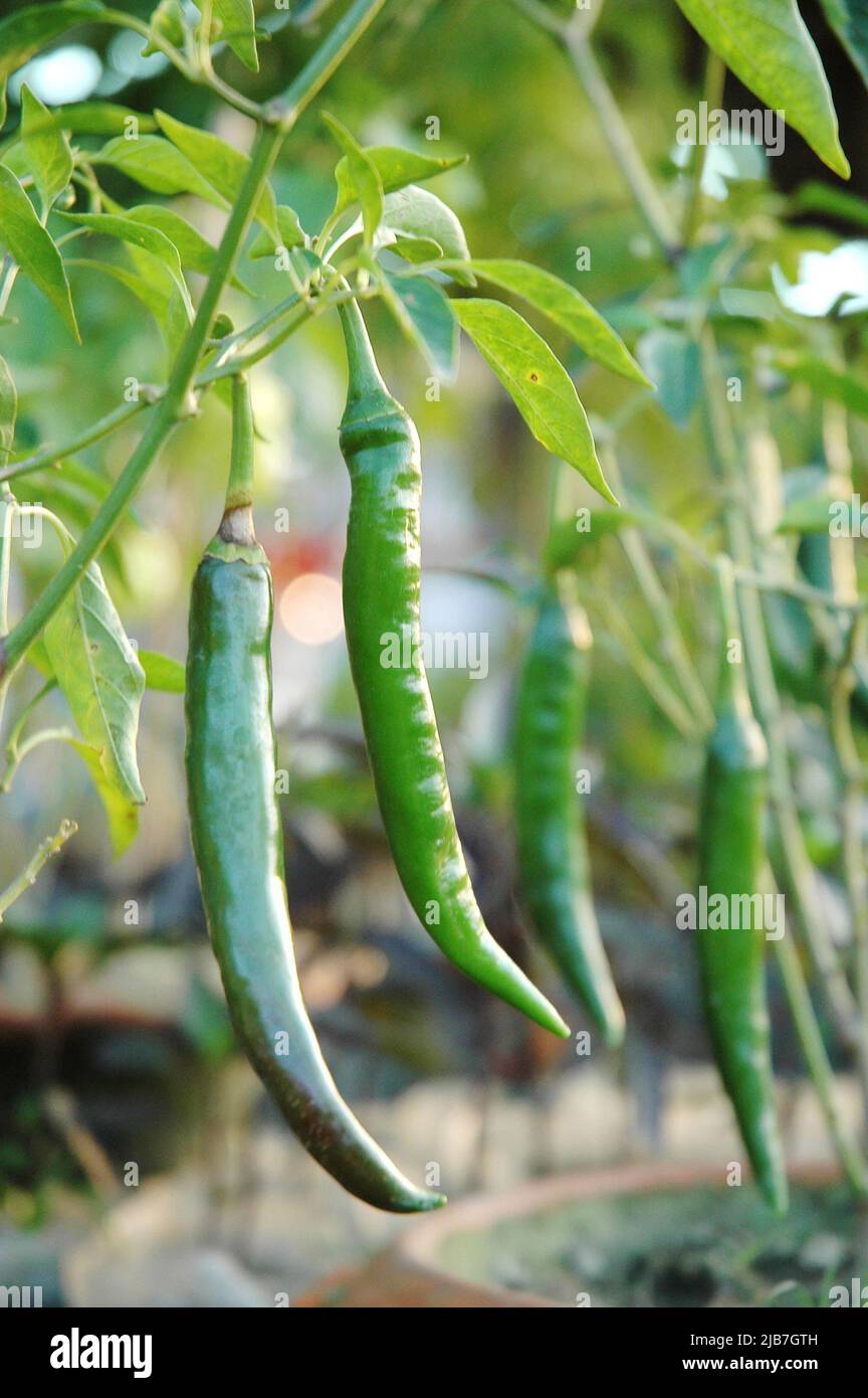 Grüne Chili (kancha morich/ kancha jhal) in einer Pflanze. Der Chilischote, oder einfach nur "Chili", ist die Frucht von Arten der Pflanze Capsicum aus der Familie der Nachtschattengewächse, Solanaceae. Der Name, der in vielen Regionen (Chili, chile oder Chili) unterschiedlich geschrieben wird, kommt von Nahuatl über das spanische Wort chile. Der Begriff Chili bezieht sich in den meisten Ländern der Welt ausschließlich auf die kleineren, heißen Paprika-Arten. Die milden größeren Arten werden in den USA Paprika genannt, in Großbritannien und Irland einfach Pfeffer, in Australasien Paprika und in vielen europäischen Ländern. Chilischoten und ihre verschiedenen c Stockfoto