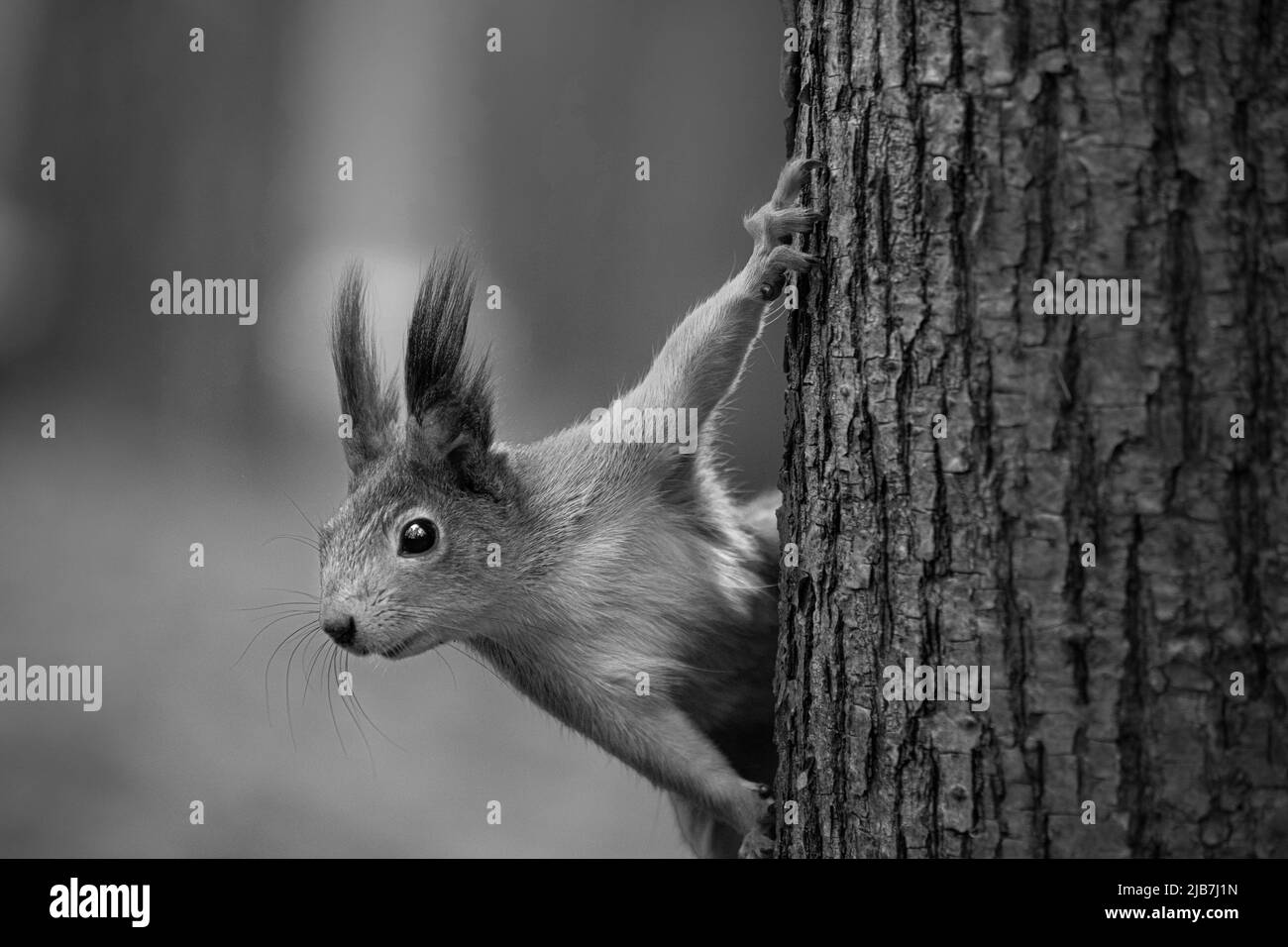 Ein Eichhörnchen klettert auf einem Nadelbaum, Region Moskau, Russland Stockfoto