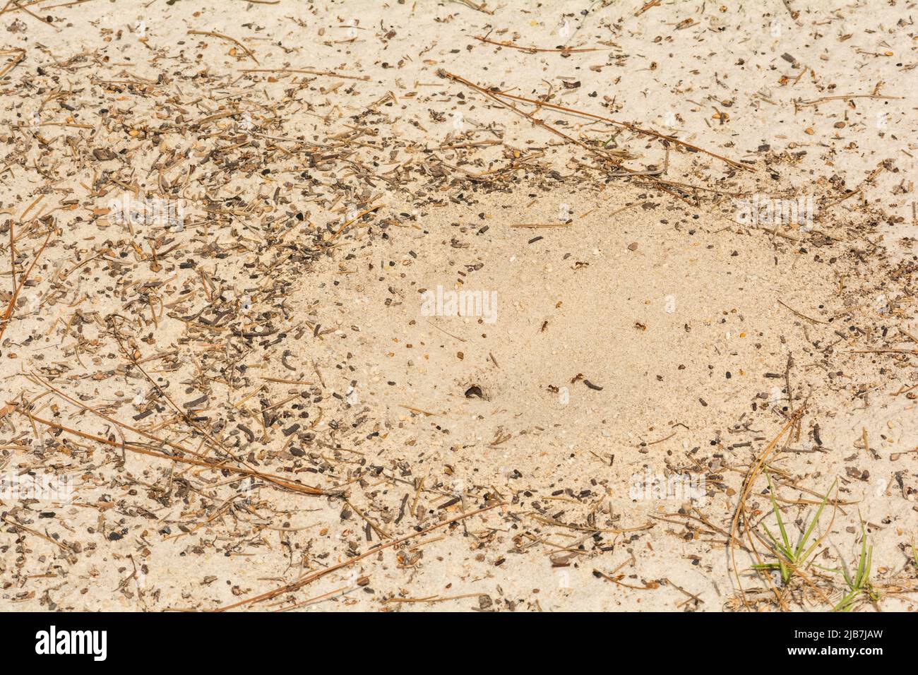 Florida Harvester Ant Nest Schmuck - Pogonomyrmex badius Stockfoto
