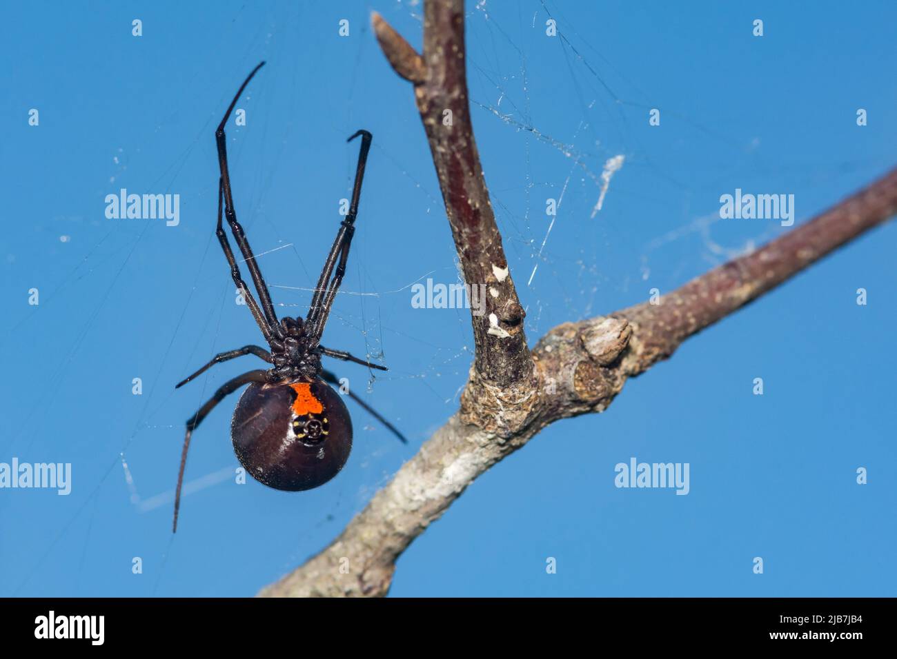 Südliche Schwarze Witwe Spider - Latrodectus mactans Stockfoto