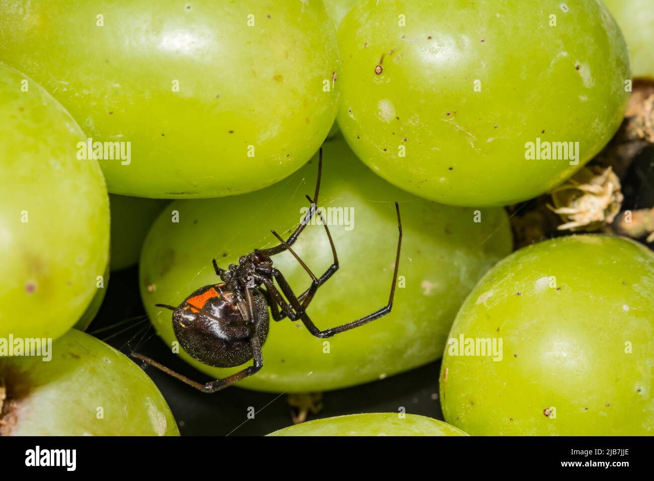 Black Widow Spider versteckt sich in Trauben aus dem Supermarkt Stockfoto