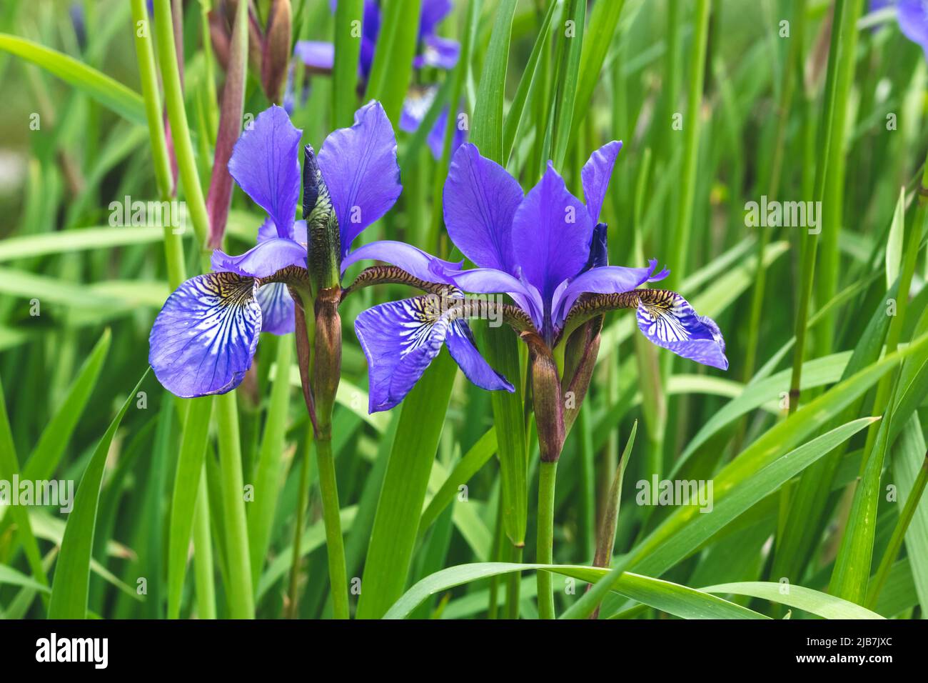 Mini blaue Irises auf einem grünen Gras natürlichen Hintergrund. Sommerstimmung. Schöne lila Blüten der Iris auf der Wiese Stockfoto