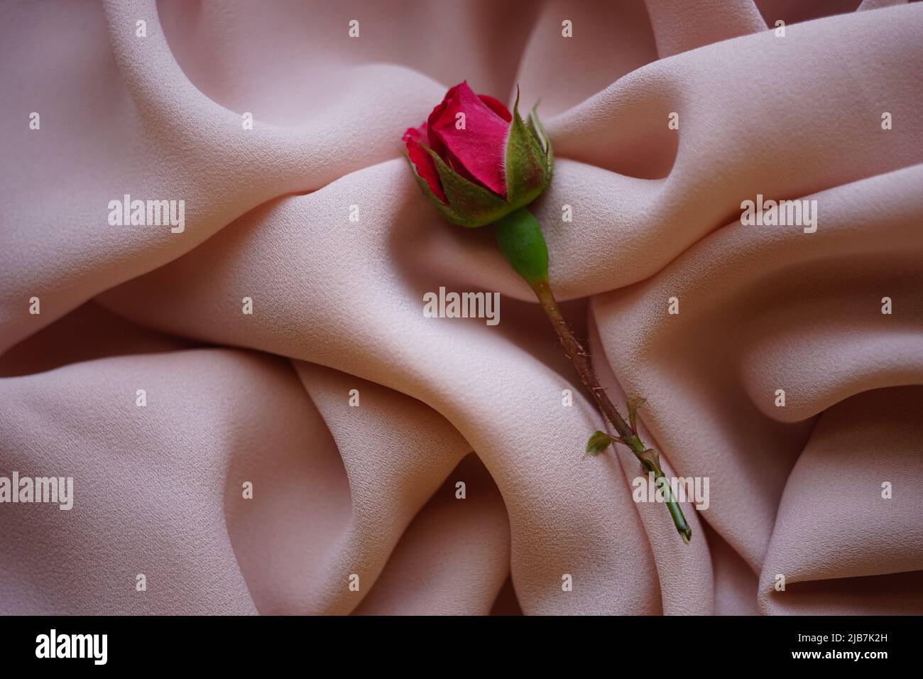 Rosa Rosenblüte auf zartem, cremefarbiges Chiffon. Stockfoto