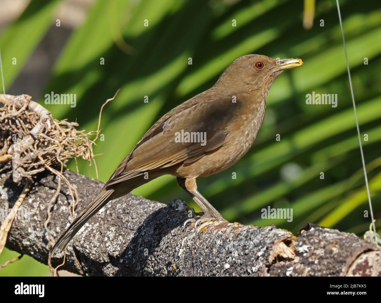 Tonfarbener Thrush (Turdus greyi casius), Erwachsene, die an der Futterstation füttern. Nationalvogel von Costa Rica, San Jose, Costa Rica Ma Stockfoto