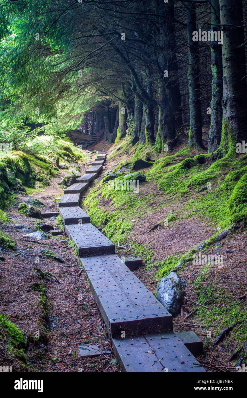 Ein Fußweg, der zum Gipfel des Wanderweges im Wald führt Stockfoto