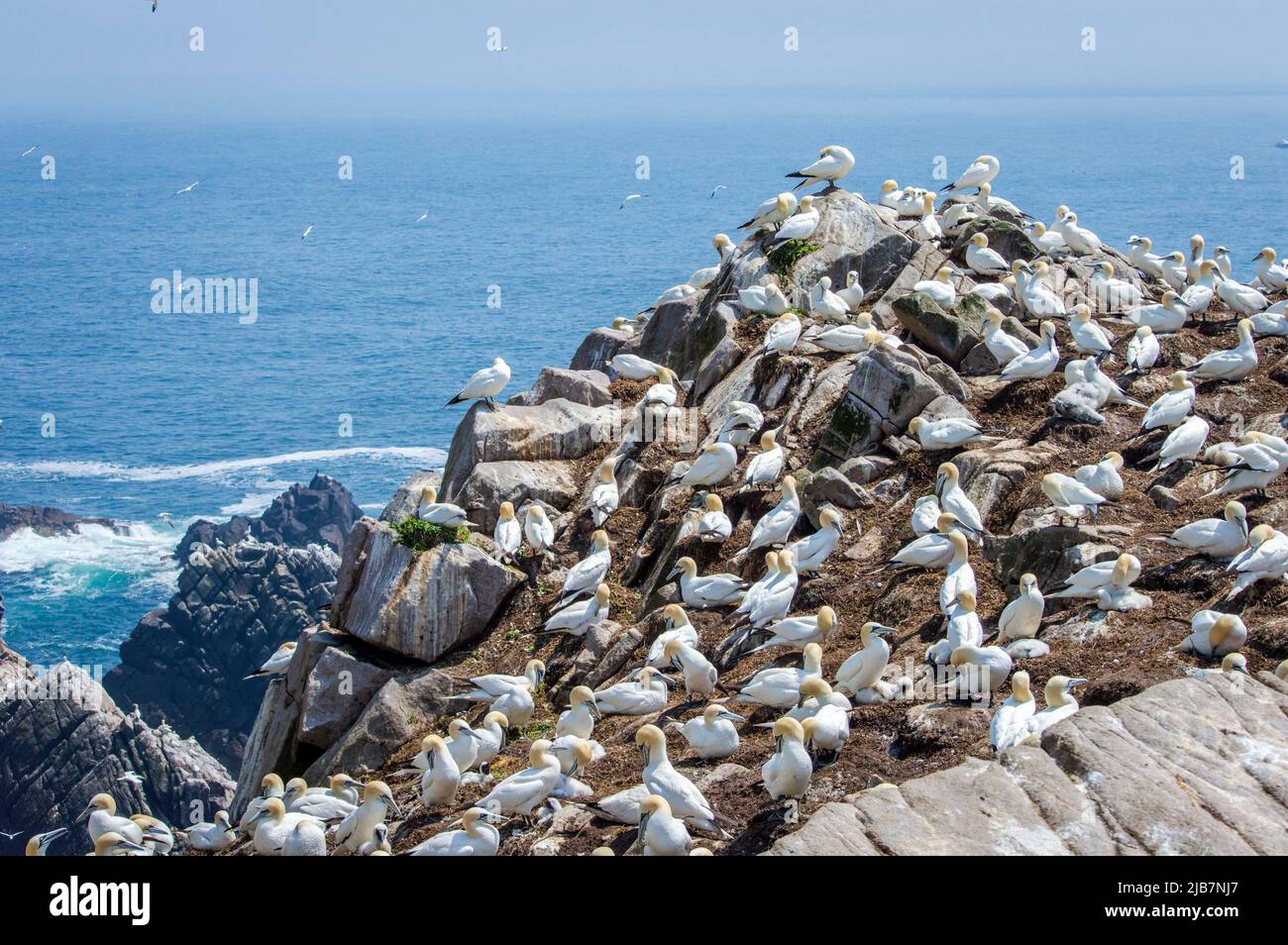 Große Gruppe von Tölpeln auf den Saltee Islands Wexford Ireland. Stockfoto