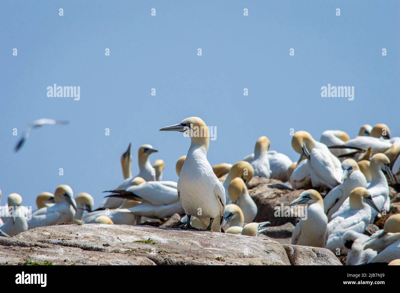 Große Gruppe von Tölpeln auf den Saltee Islands Wexford Ireland. Stockfoto