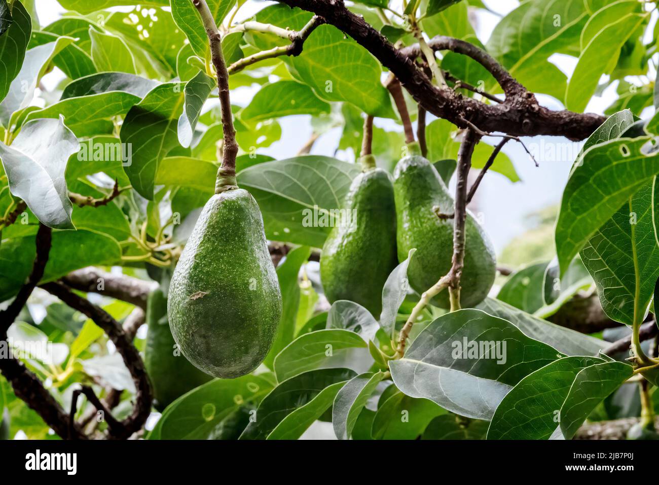 Avocados wachsen auf Baum, Hawaii Stockfoto