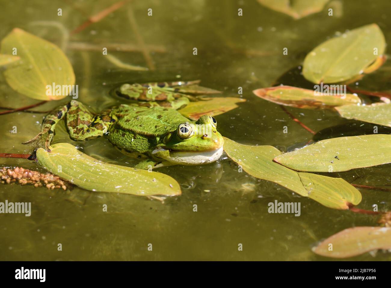 Grüner „Pelophylax lessonae“-Frosch, der im Wasser schwimmt Stockfoto