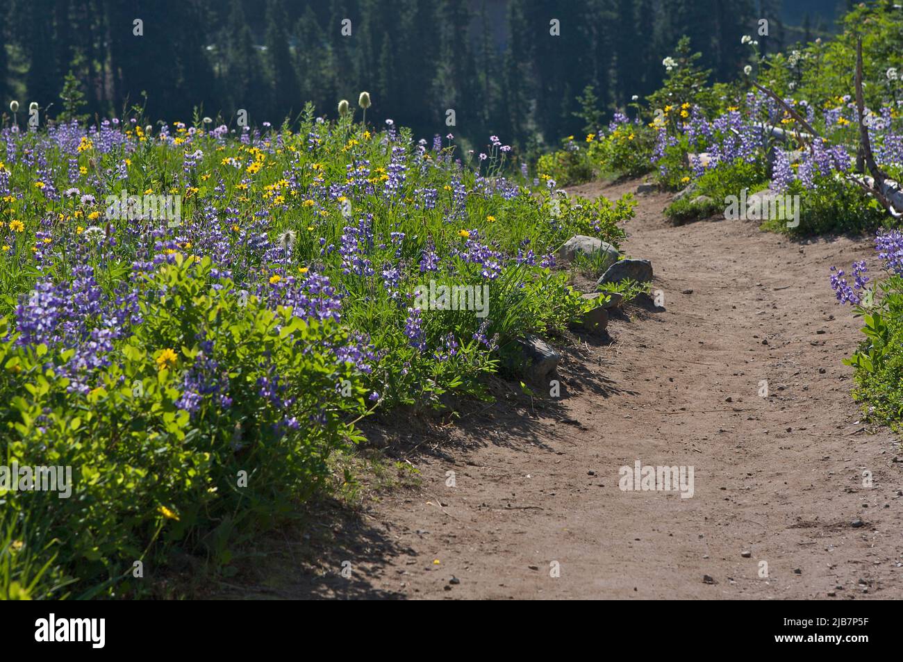 Feldwanderweg durch ein Feld von Sommerwildblumen auf einer Bergwiese in der Nähe des Mt. Rainier, Washington, USA. Stockfoto