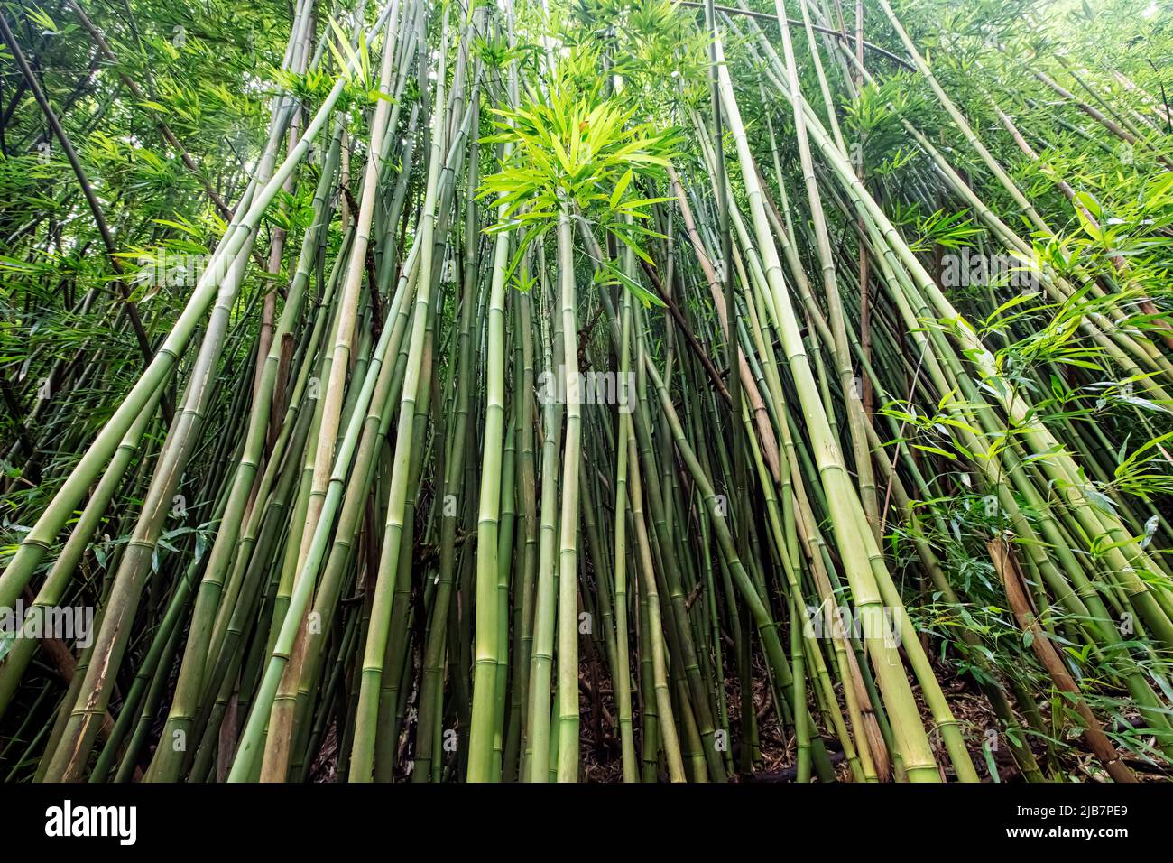 Bambus entlang der Manoa Falls Wanderung, Oahu, Hawaii Stockfoto