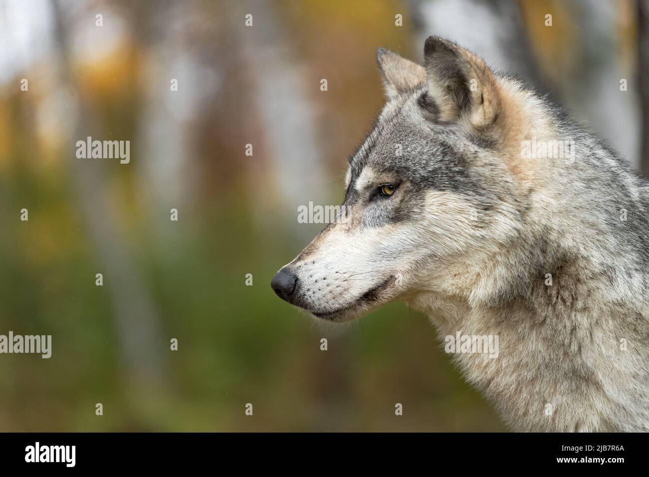 Grauer Wolf (Canis lupus) Profil Seitenauge im Wald Herbst - gefangenes Tier Stockfoto