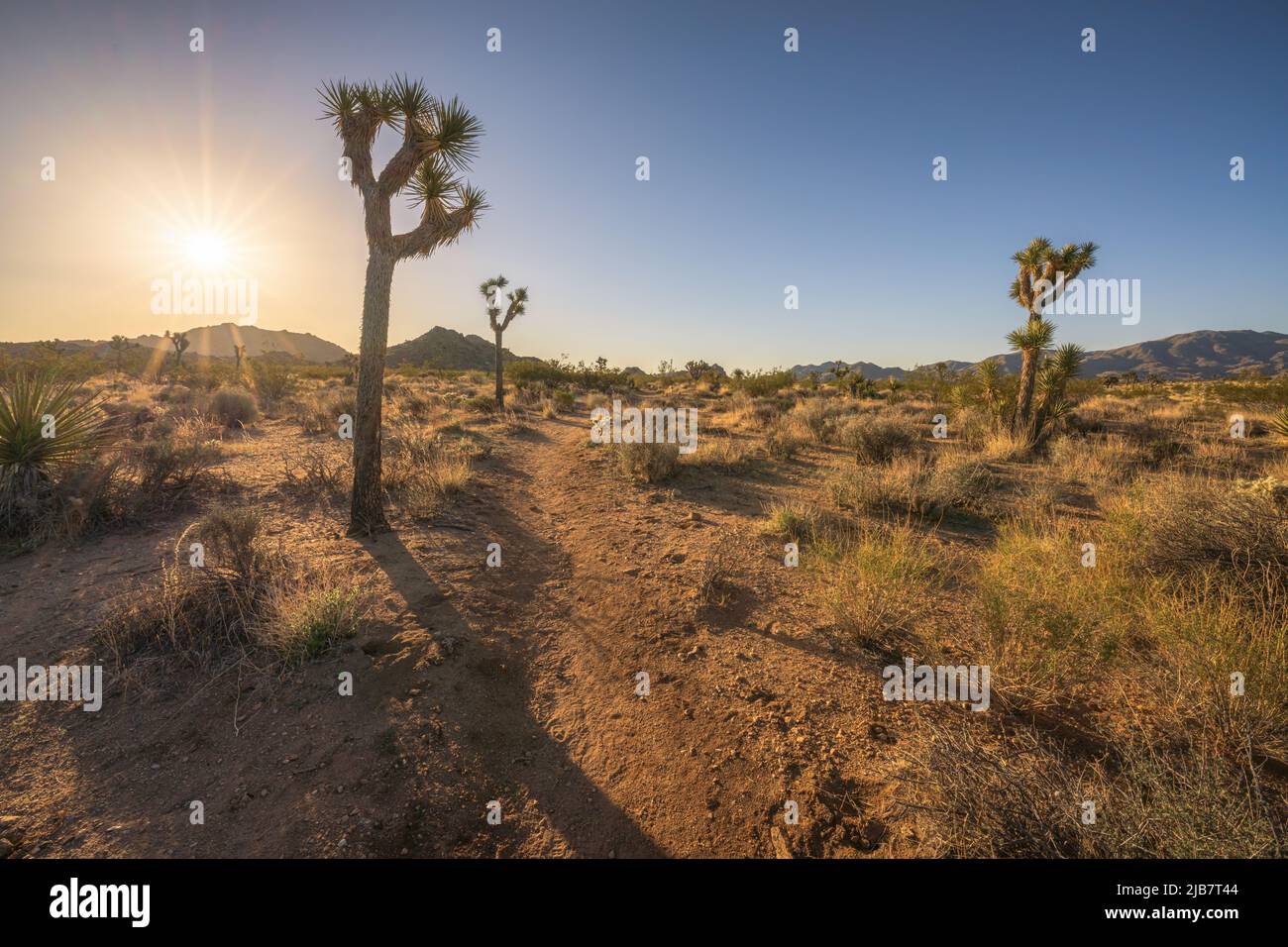 Wunderschöner Sonnenaufgang im joshua Tree Nationalpark in kalifornien, usa Stockfoto