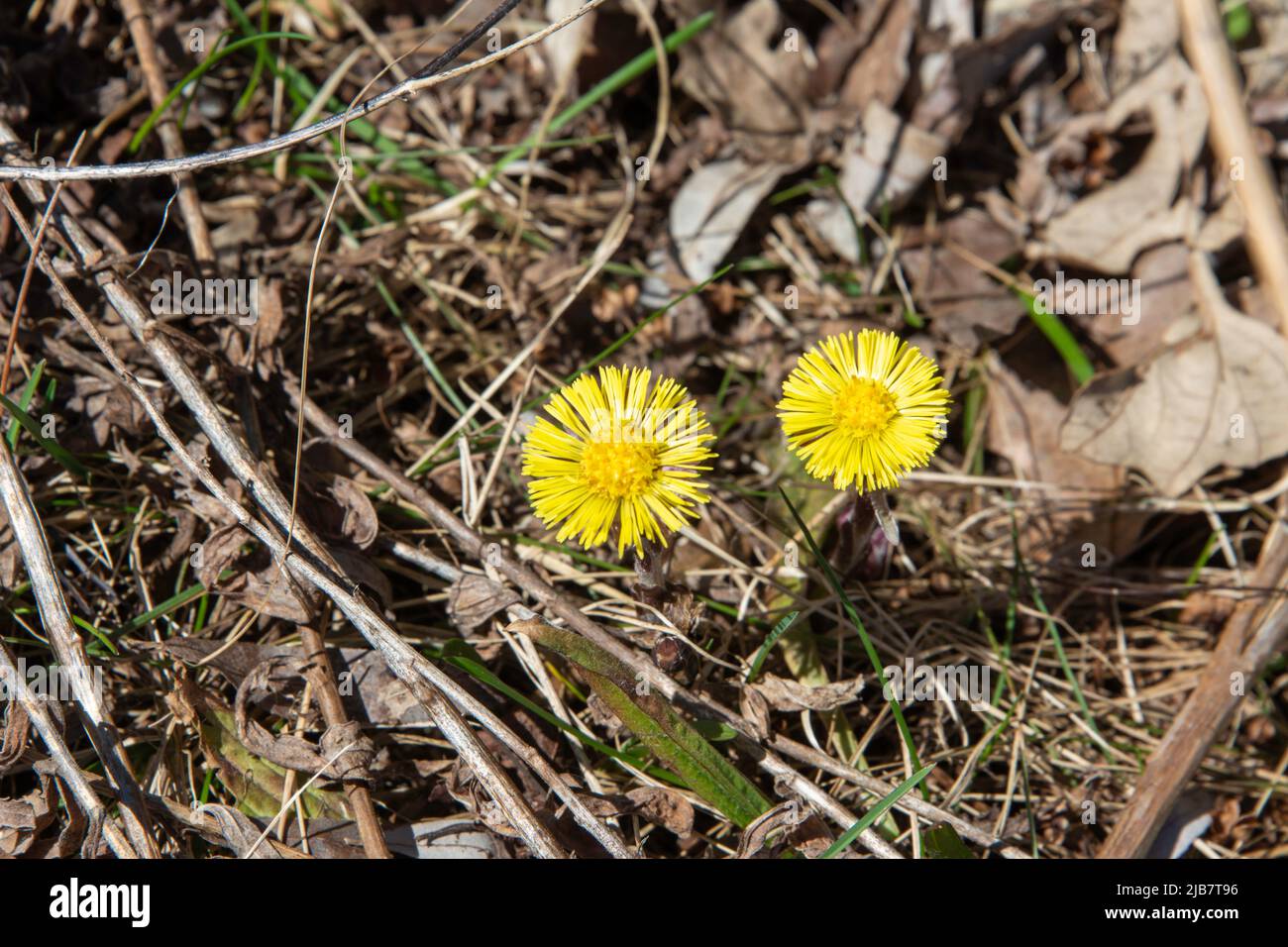 Durch das trockene Laub im Wald machten sich die ersten Frühlingsblumen auf den Weg. Stockfoto