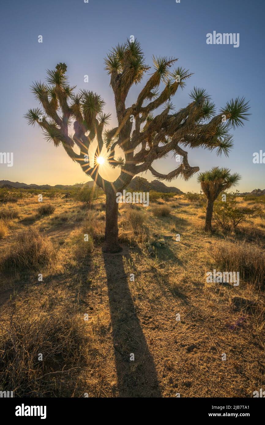 Wunderschöner Sonnenaufgang im joshua Tree Nationalpark in kalifornien, usa Stockfoto