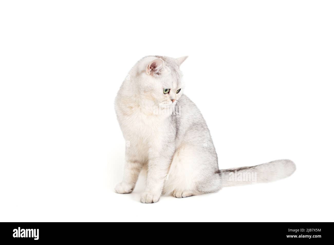 Weiße britische Katze, die isoliert auf weißem Hintergrund sitzt Stockfoto