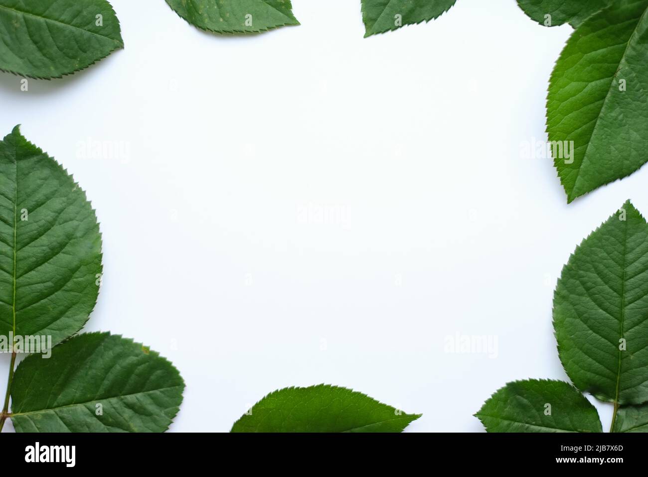 Hinterlässt die Komposition. Rahmen aus grünen Blättern auf weißem Hintergrund. Hochzeitstag, Muttertag und Frauentag Konzept Stockfoto
