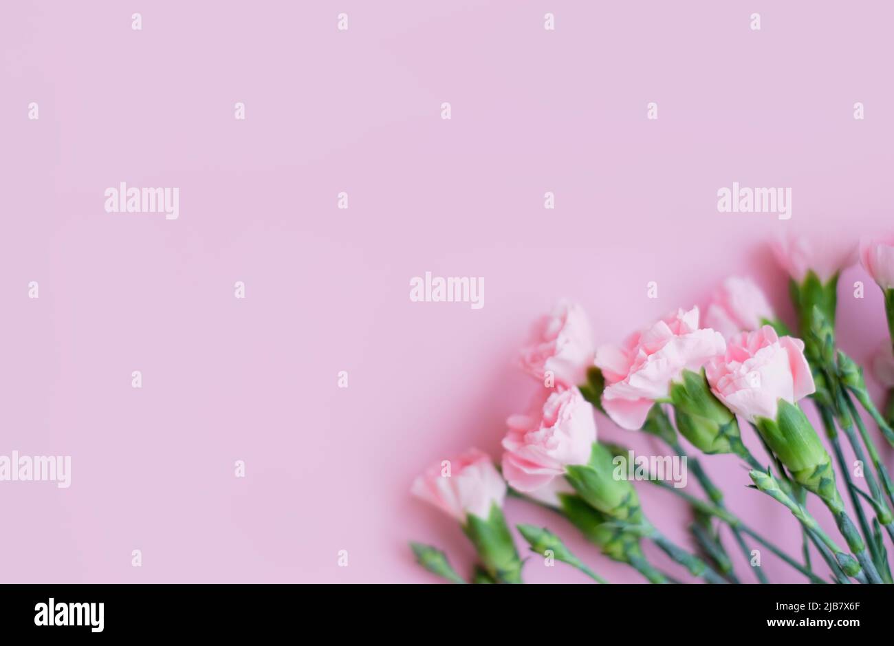 Blumenzusammensetzung. Rosa Blumen auf weichem rosa Hintergrund. Konzept Frühling, Sommer. Flach liegend, Draufsicht, Kopierbereich Stockfoto