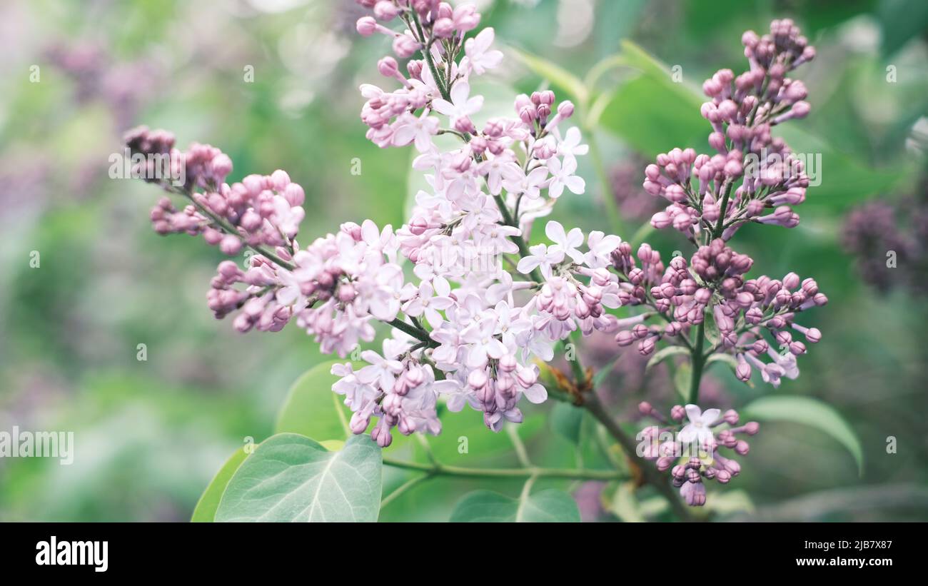 Heller natürlicher Hintergrund für Ihre Projekte aus rosa Fliederblüten vor dem Hintergrund grüner Bäume Stockfoto