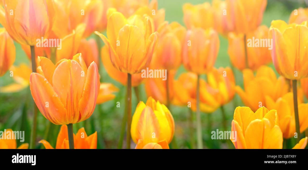 Heller natürlicher Hintergrund für Ihre Projekte aus leuchtend orangefarbenen Tulpenblüten vor dem Hintergrund von grünem Gras Stockfoto