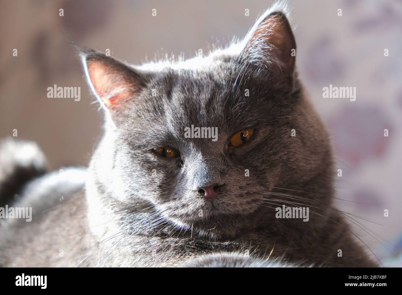 Die Katze liegt im Sonnenlicht. Porträt einer Katze, Chartreuse. Komfort, Komfort, Faulheit. Stockfoto