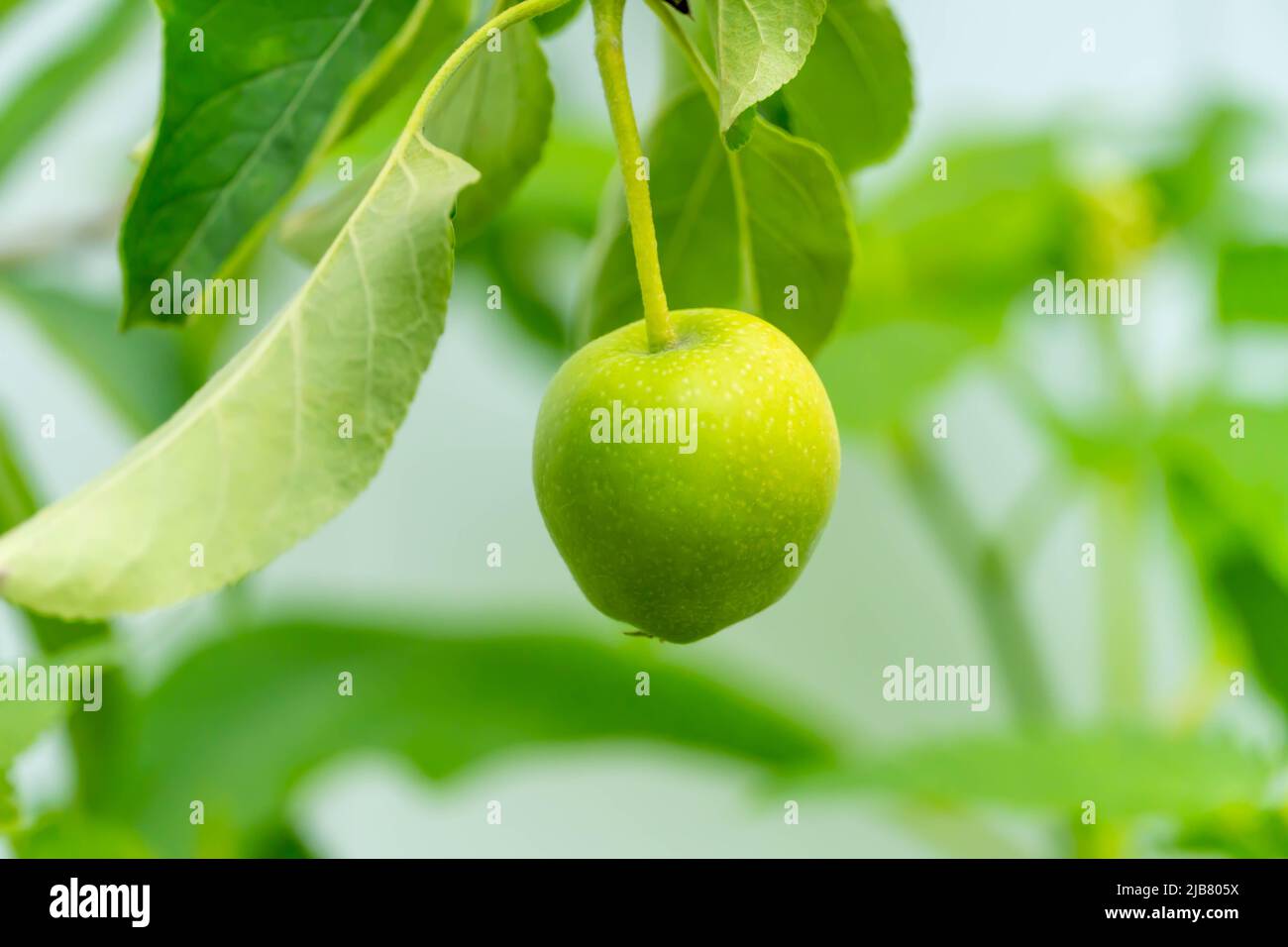 Foto eines grünen, unreifen Apfels aus einem Golden Delicious Apfelbaum. Stockfoto