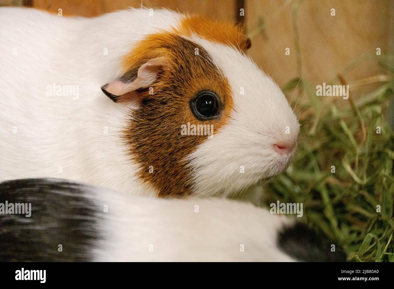 Ein Meerschweinchen mit offenen Augen und orangefarbenen und weißen Haaren, das auf die Kamera schaut. Stockfoto