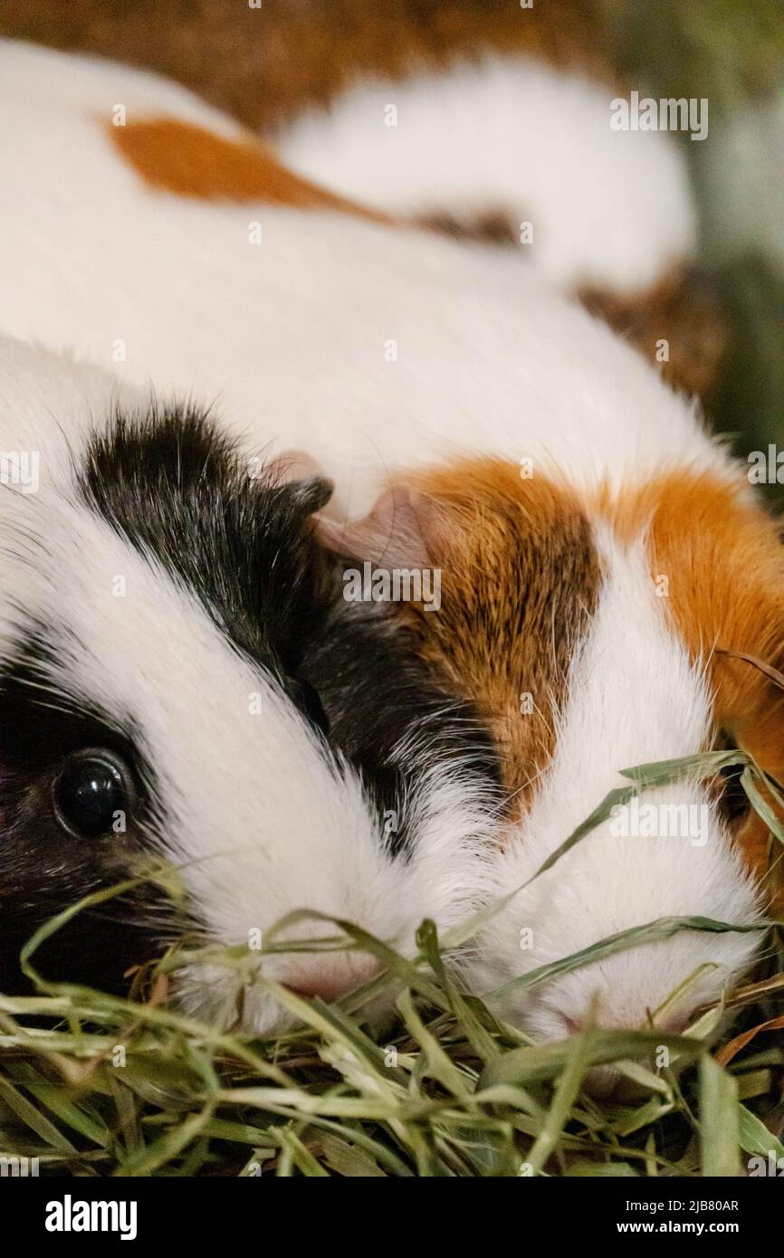 Foto eines Meerschweinchens mit schwarzen und weißen Haaren im Vordergrund, das ein ängstliches oder nervöses Aussehen hat und 2 Jahre alt ist. Stockfoto