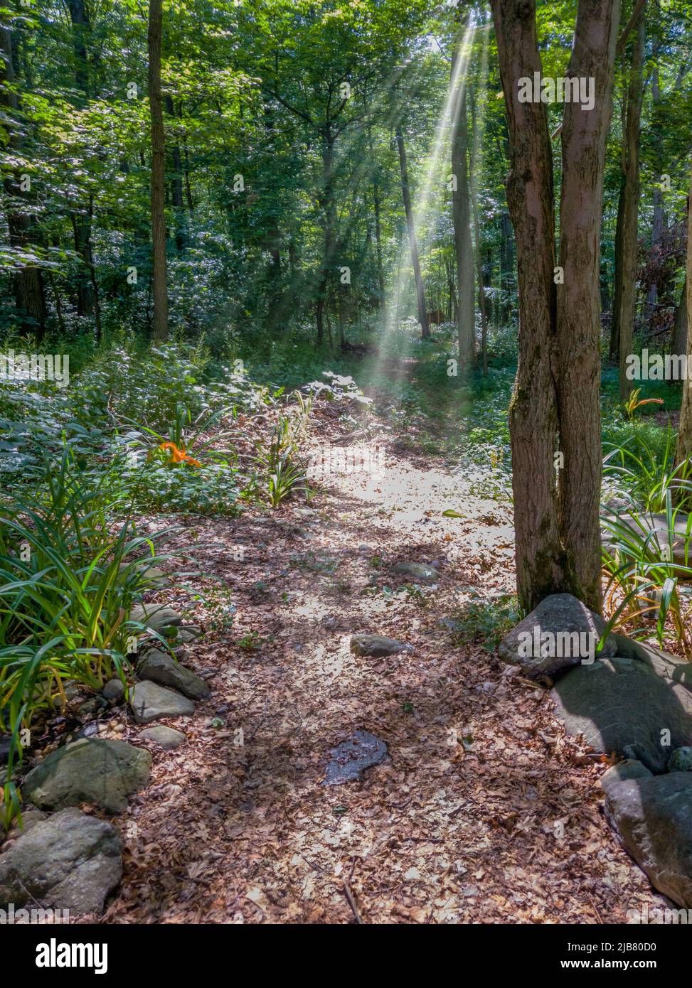 Start eines Weges in den Wald Stockfoto