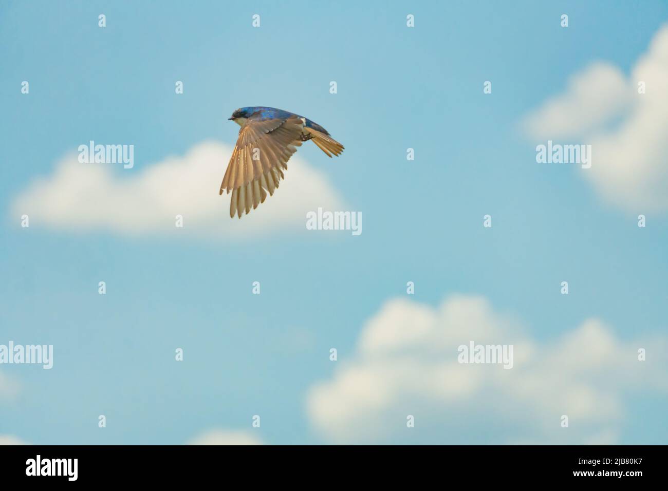 Tree Swallow Songbird inmitten eines wunderschönen bewölkten und blauen Himmels Hintergrund Stockfoto