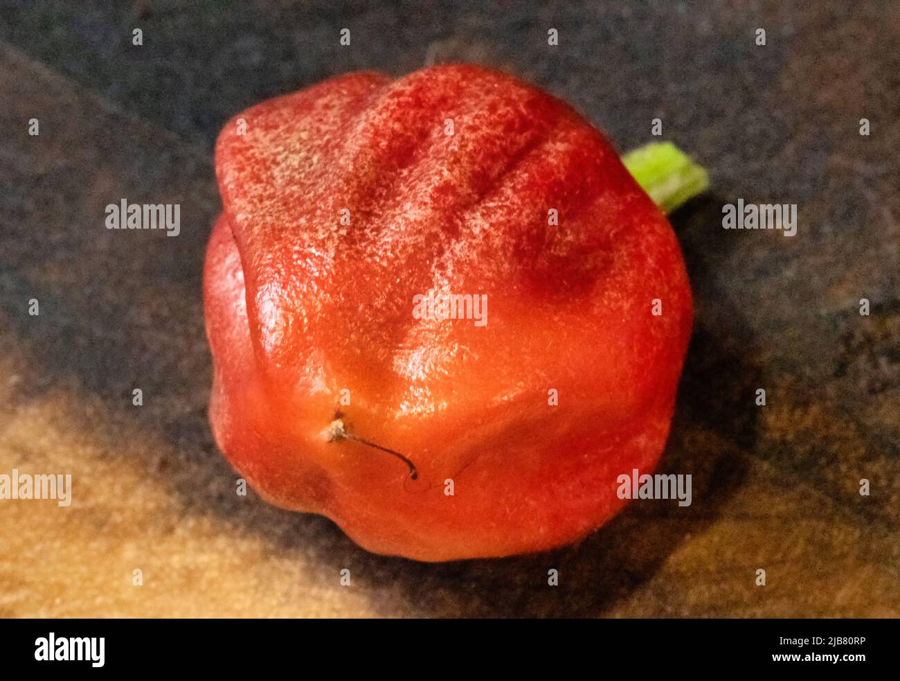 Sehr würzig und scharf, Habanero-Pfeffer mit hoher Auflösung und Detailreichtum Stockfoto