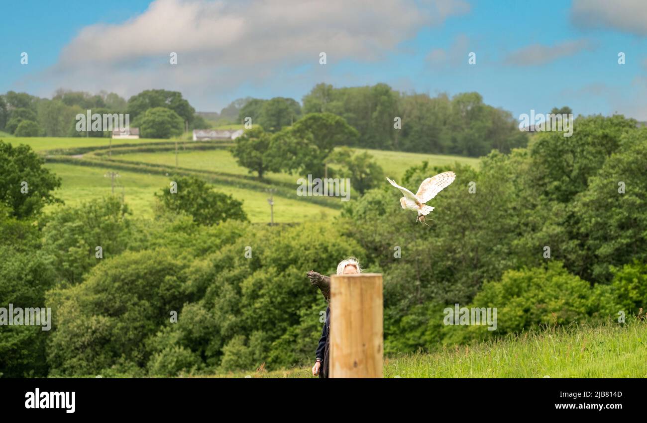 Diva, die Stalleule (Tyto alba) bei einer Flugdemonstration im British Bird of Prey Center Stockfoto